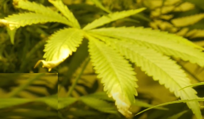 marihuana hojas